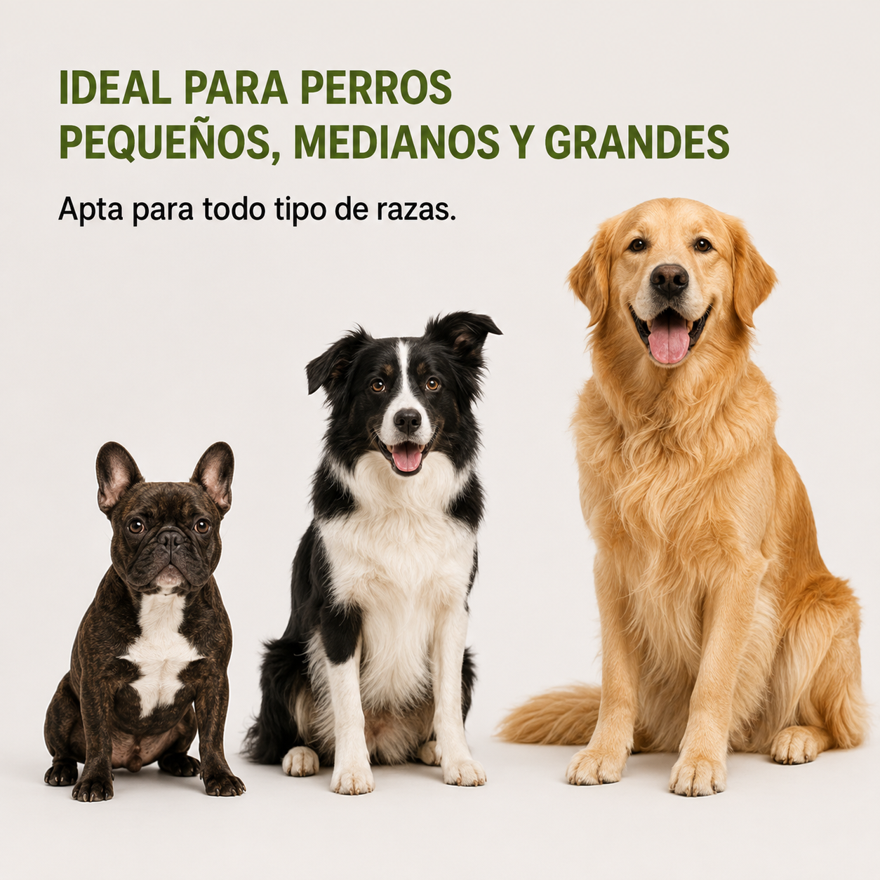 Correa Manos Libres para Perros